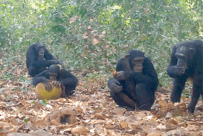Chimps feed on fermented breadfruit in Guinea-Bissau.