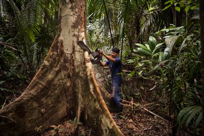A logger illegally cuts down a tree in Rondônia state in the Brazilian Amazon.
