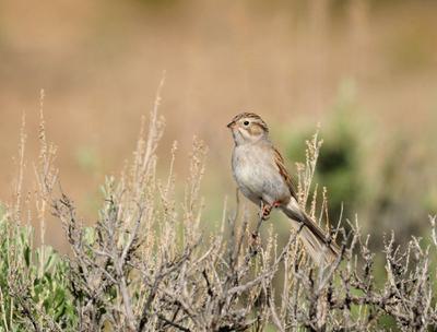 Brewer's Sparrow, seen here on Seedskadee National Wildlife Refuge in Wyoming, lose their nesting habitat when sagebrush is mowed for the benefit of protected sage grouse.
