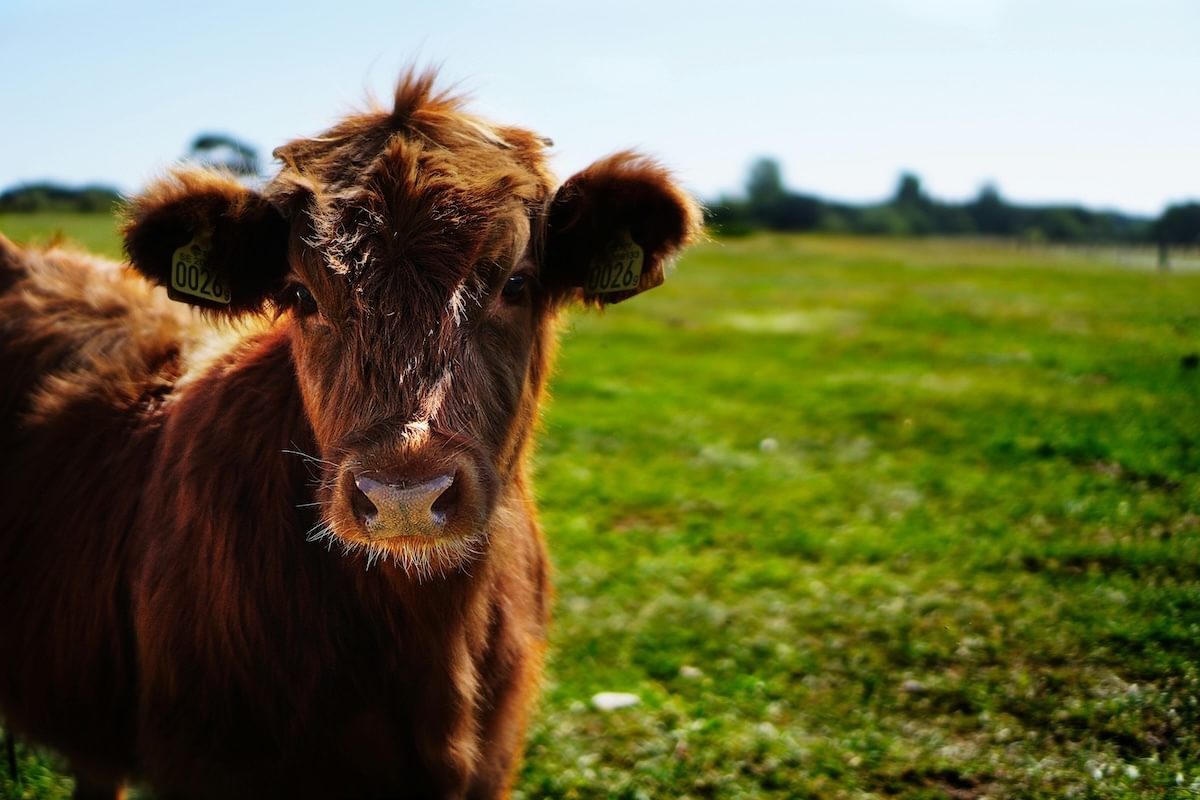 As Bird Flu Spreads, Vaccine Shows Promise for Protecting Cattle