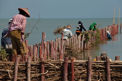 Villagers in the Demak district of Java, Indonesia help to maintain wooden sea walls.