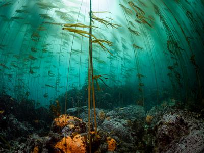 Bull kelp grow on a deep reef in Monterey Bay, California, that had been a sea urchin barren the previous year.