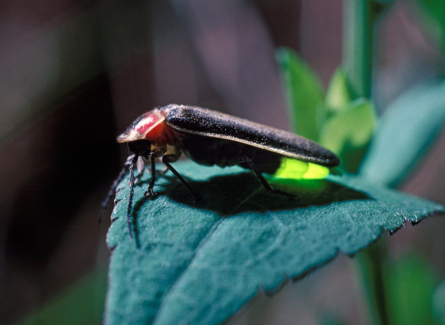 A Summer Light Show Dims: Why Are Fireflies Disappearing? - Yale E360