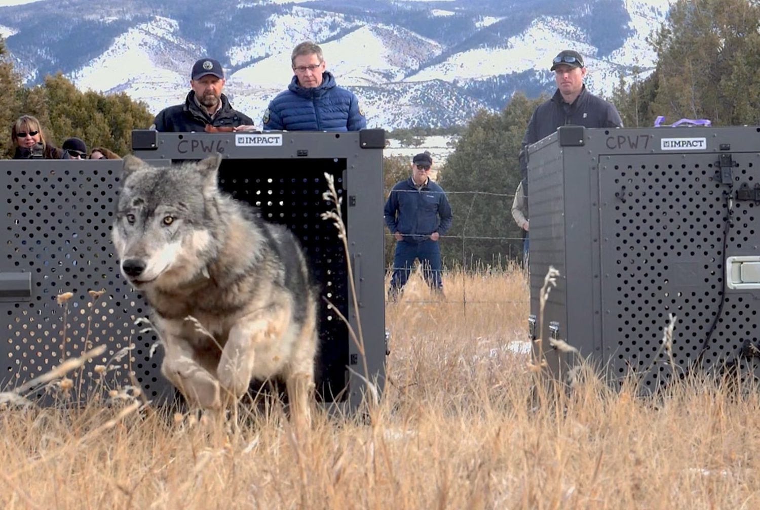 As Wolf Populations Rebound, an Angry Backlash Intensifies - Yale E360