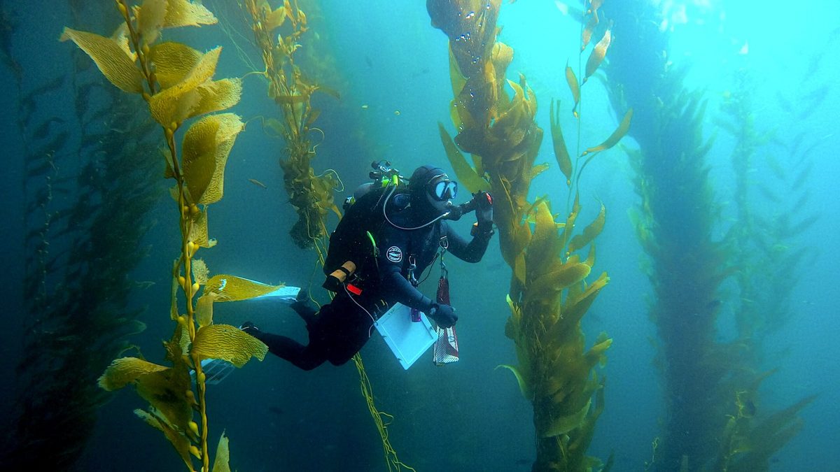 Efforts to Save Kelp Forests from Ocean Warming Are Ramping…