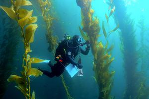 Researcher Rilee Sanders surveys a kelp forest off the coast of San Clemente, California.
