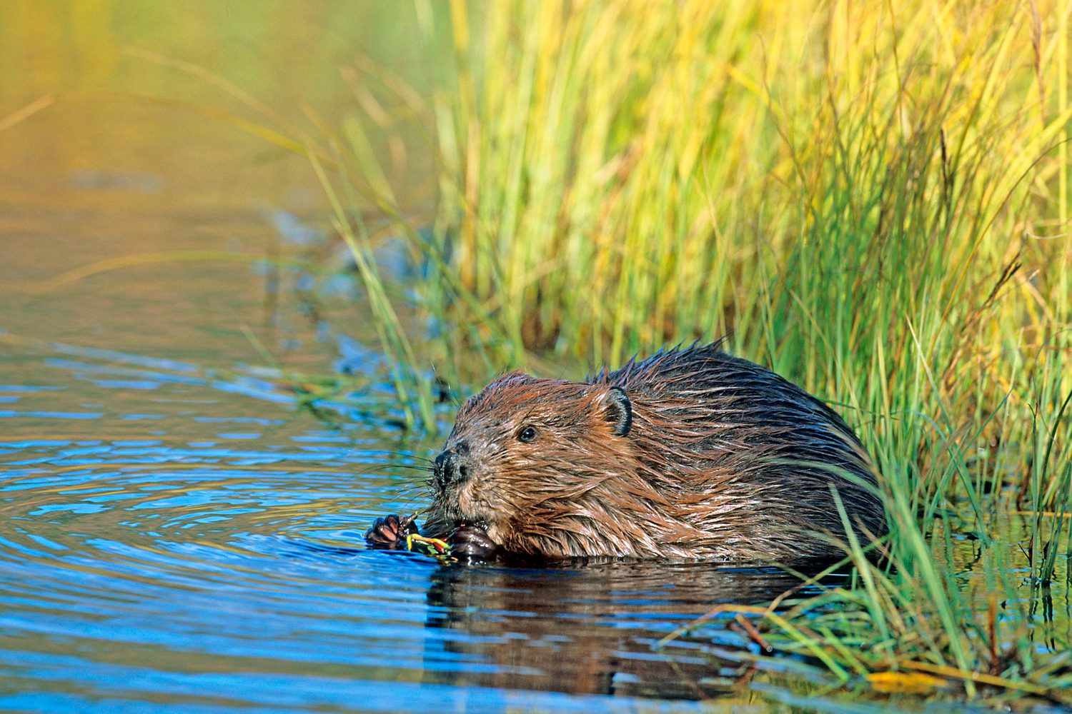 Coach Dawn Staley’s husband admiring the vast beaver dam in Canada