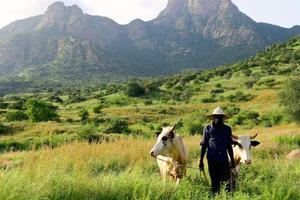 The Guera Mountains in southern Chad, a region that has grown greener in recent decades.