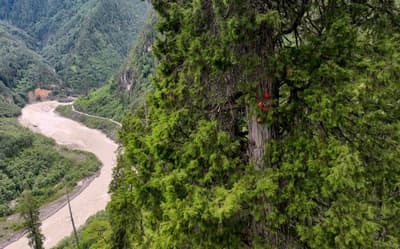 一名登山者正在攀登亞洲最高的樹,這是一棵生長在雅魯藏布大峽谷的 335 英尺高的柏樹。
