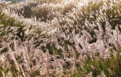 Silvergrass blooming in Tongren City, China.