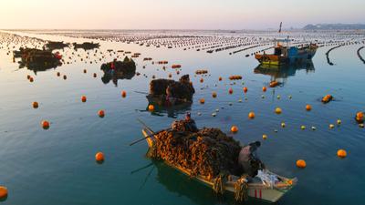 A kelp farm in Rongcheng, China.