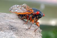 Exploding Cicada After 17 Years Underground, Massive Cicada Brood to Swarm U.S. - Yale E360