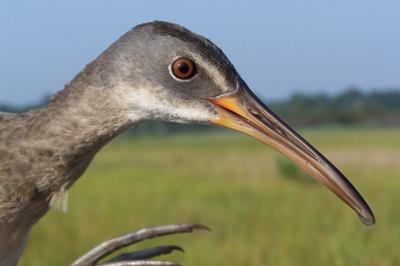Clapper rails, which live in salt marshes, are among the birds returning to Prime Hook.
