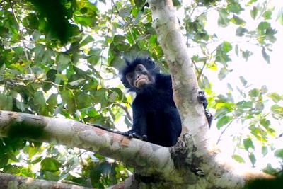 Colobus congoensis, known locally as “Likweli.”