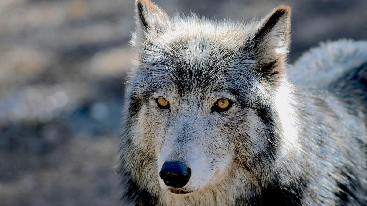 Can America’s Wolves Survive an Onslaught of Political…