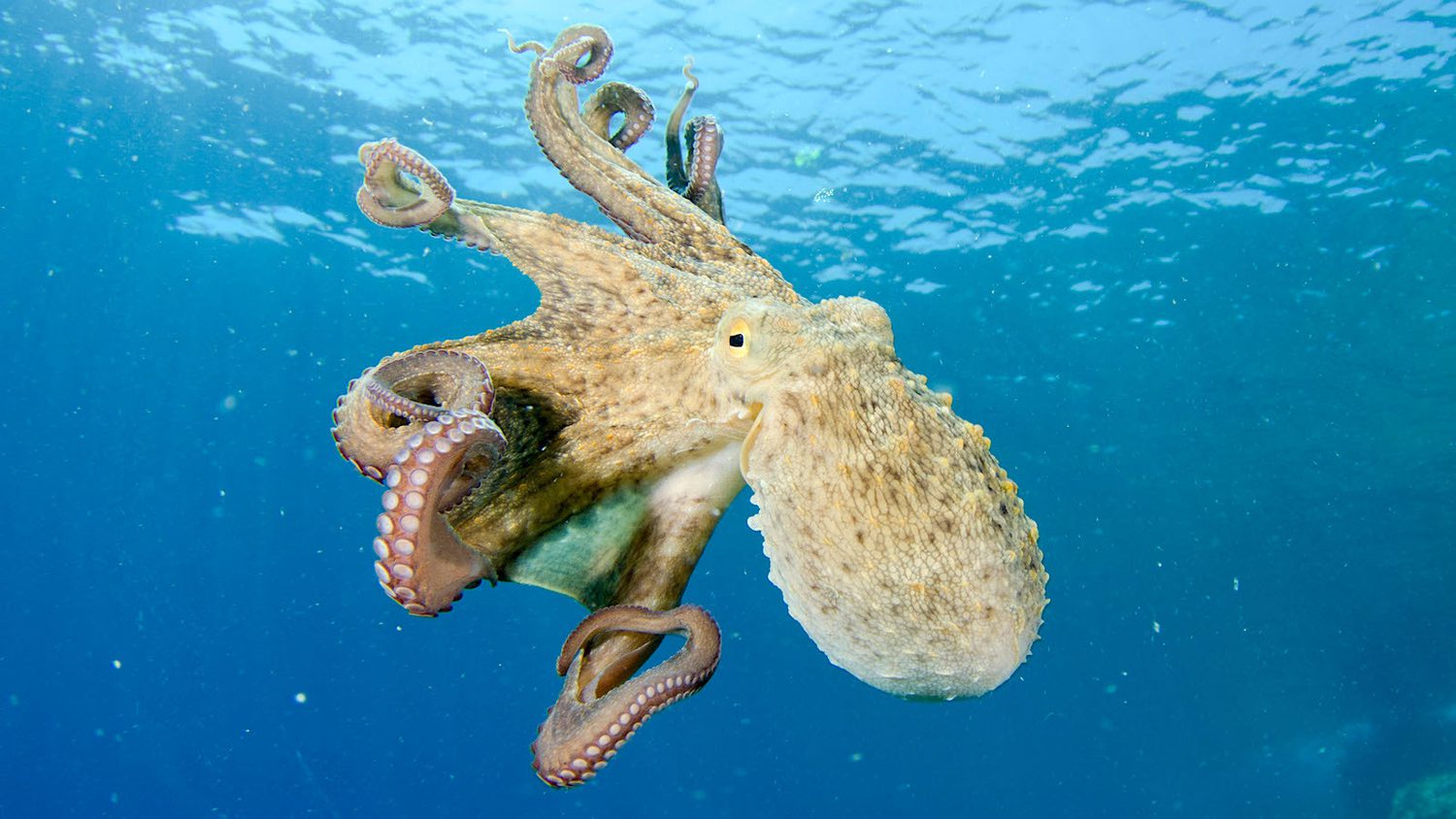 Octopuses Are Highly Intelligent. Should They Be Farmed for Food? - Yale E360