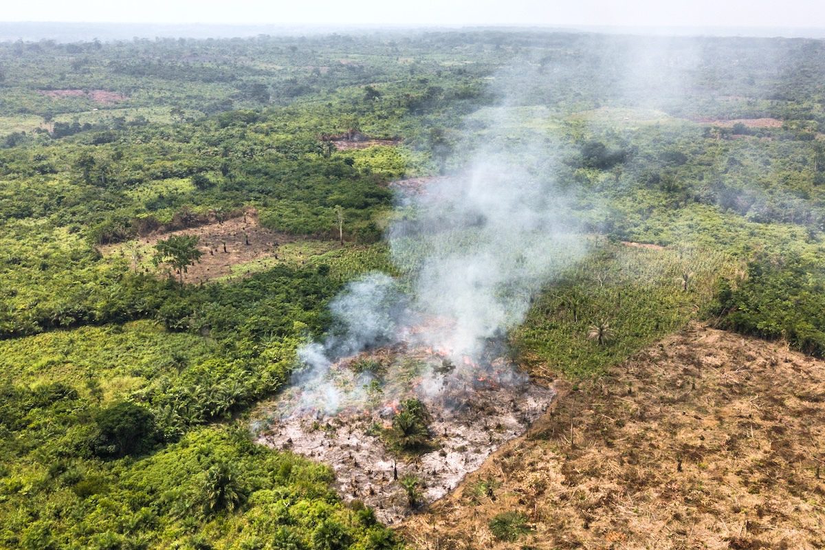African Forests Have Become a Source of Carbon Emissions