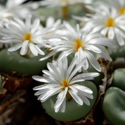Two species of Conophytum held in a greenhouse after being seized by South African authorities.