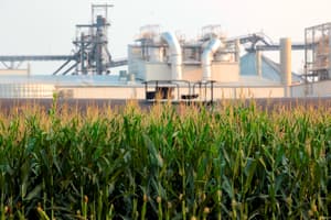 南達科他州錢斯勒市的一家乙醇精煉廠旁邊種植玉米。