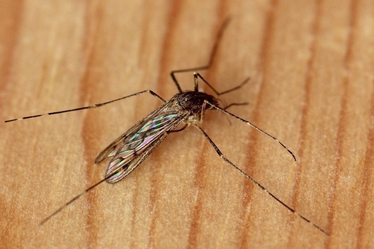 Mosquitoes Found in Iceland for the First Time