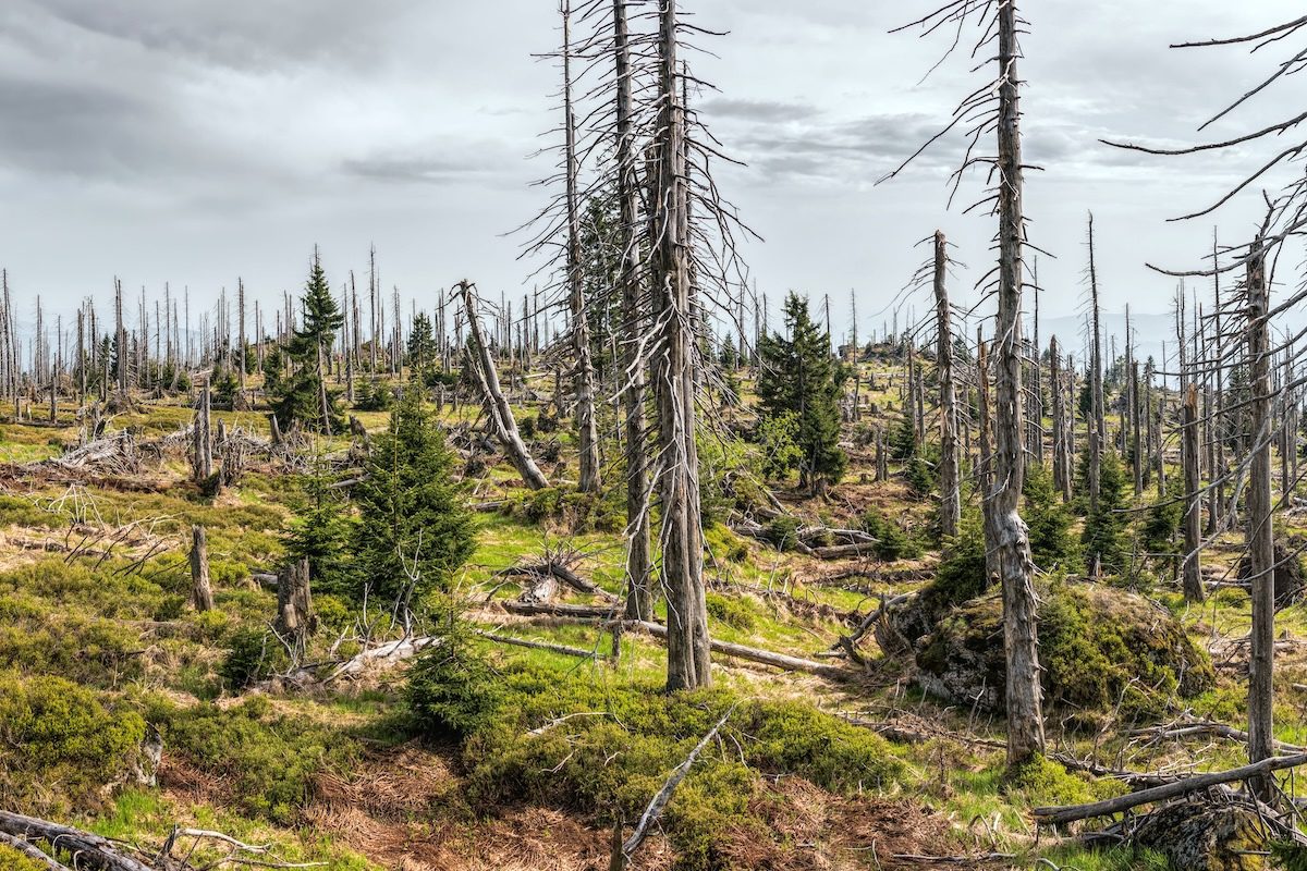 Dead Organisms Shape the Living World Long After They Perish, Research Shows
