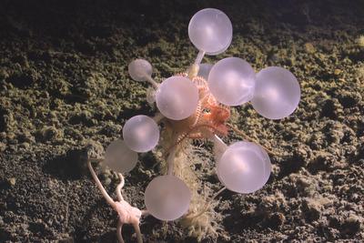A carnivorous "death ball" sponge discovered almost 12,000 feet deep in the Southern Ocean.
