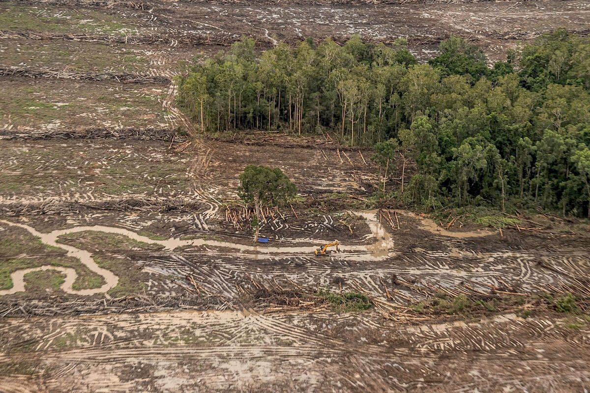 Indonesian Mega-Farm Project Drives Deforestation to…