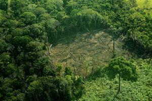 Trees cleared in the western Amazon region of Brazil in September 2017.
