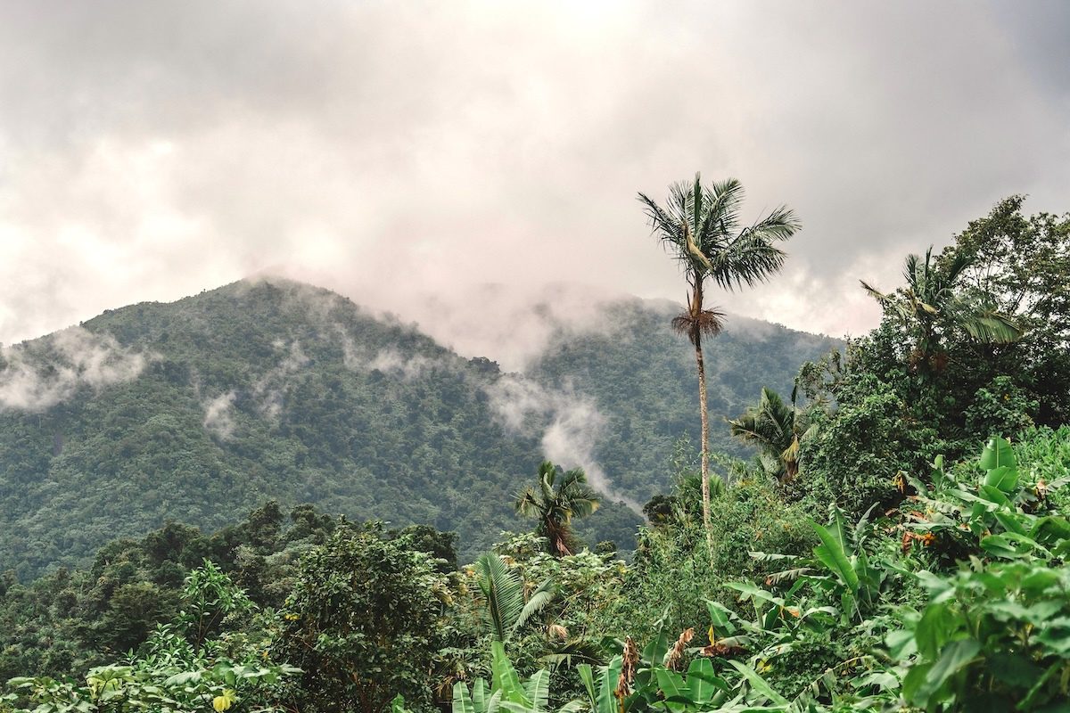 photo of Climate Plans Focus on Planting Trees Over Protecting Forests, Experts Warn image