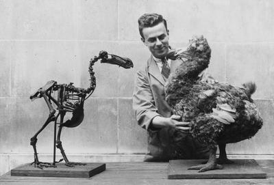 A Dodo skeleton opposite a model of the extinct bird in the National Museum of Wales, Cardiff, 1938.