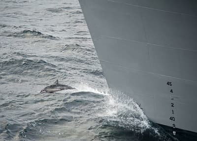 A dolphin swims in front of the bow of U.S. military ship USNS Supply.