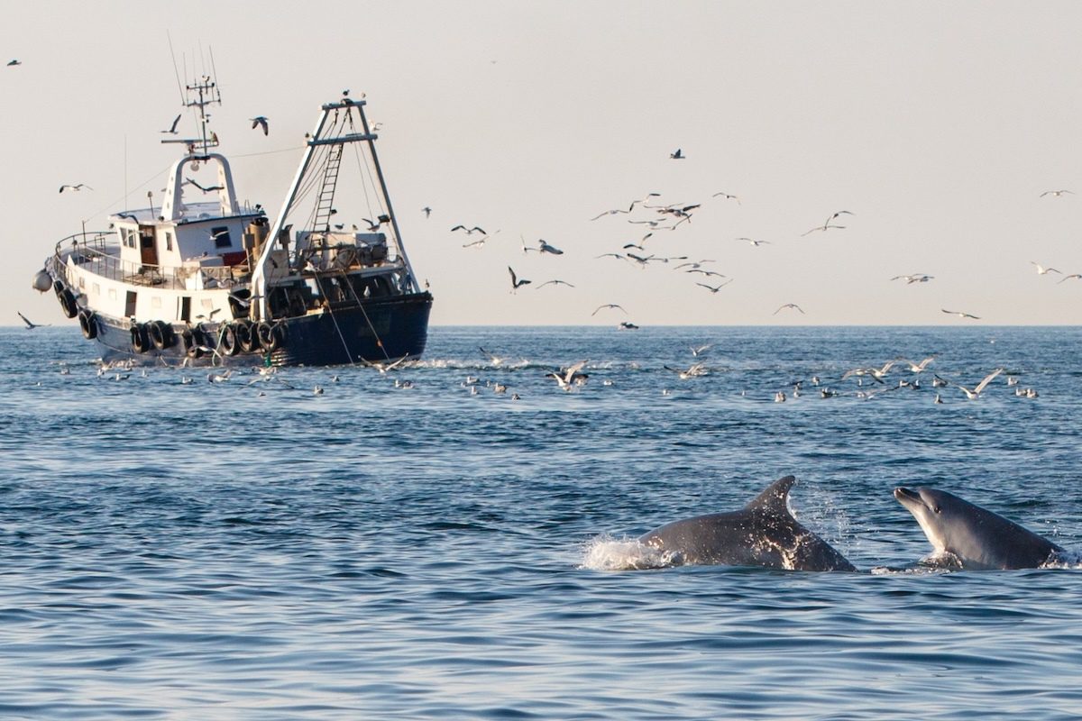 In Overfished Adriatic Sea, Dolphins Look to Trawlers for Food