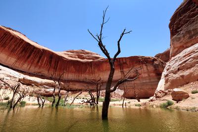 Long-drowned cottonwood trees in Lake Powell have resurfaced as water levels have dropped.