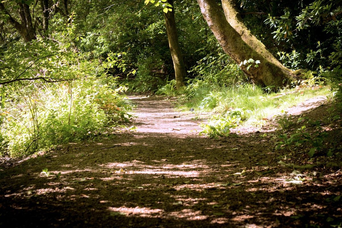 photo of Access to Urban Woodlands Linked With Lower Use of Antidepressants image