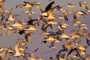 Black skimmers, sandwich terns, and royal terns near Galveston, Texas.