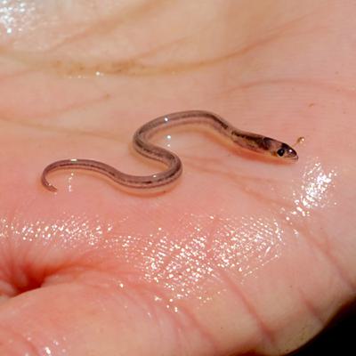 How Tearing Down Small Dams Is Helping Restore Northeast Rivers Left: The Saw Kill Creek dam in Red Hook, New York. Right: A glass eel found in the nearby Quassaick Creek.