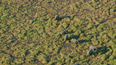 Elephants spotted during a scenic flight over the Okavango Delta in Botswana.