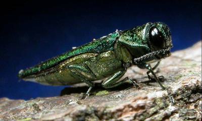 An emerald ash borer, which has devastated forests in the eastern United States.