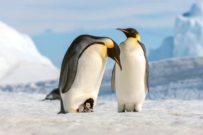 Emperor penguins depend on Antarctic krill for their survival.