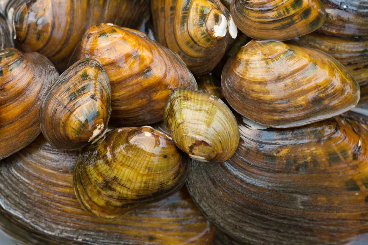 With the Great Mussel Die-Off, Scientists Scramble for Answers Endangered freshwater mussels found in the Allegheny River in Pennsylvania. Ryan Hagerty / USFWS