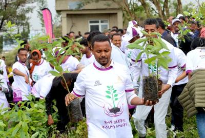Volunteers plant seedlings on the outskirts of Addis Ababa as part of a nationwide tree-planting drive in early August.