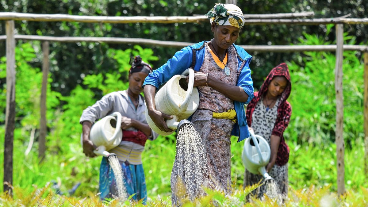 Fifty Billion Seedlings: Can Ethiopia Restore its Ravaged…