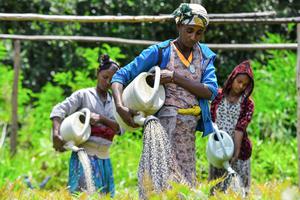 Women water seedlings at a nursery near Buee, Ethiopia.