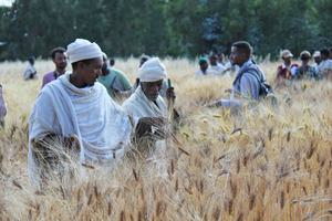 Ethiopian farmers examine the results of a trial of wheat varieties.