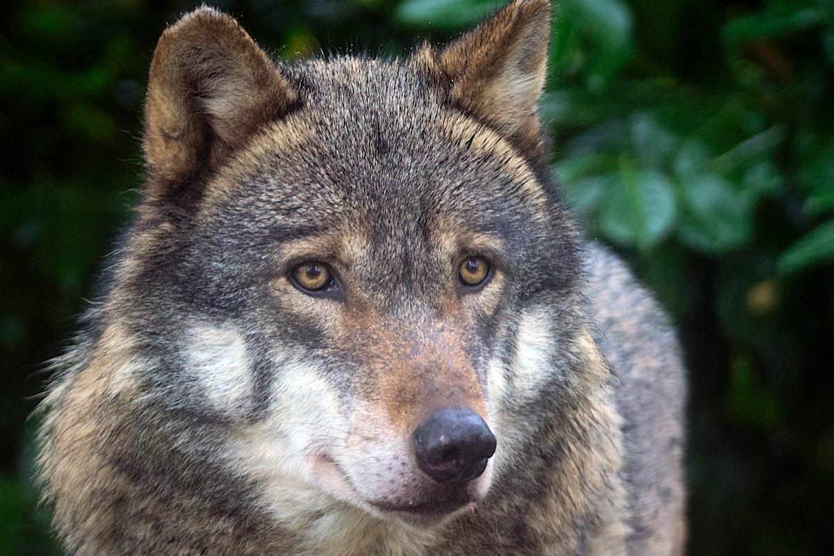 How Wolves Could Help Bring Back Scottish Forests