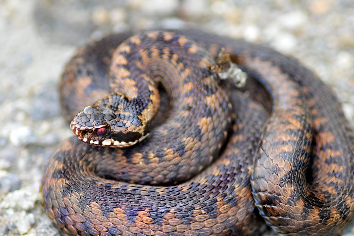 Warming to Raise Risk of Encounters With Venomous Snakes