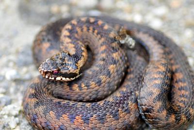 A European viper.