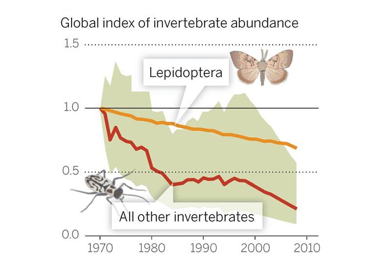 What’s Causing the Sharp Decline in Insects, and Why It Matters - Yale E360