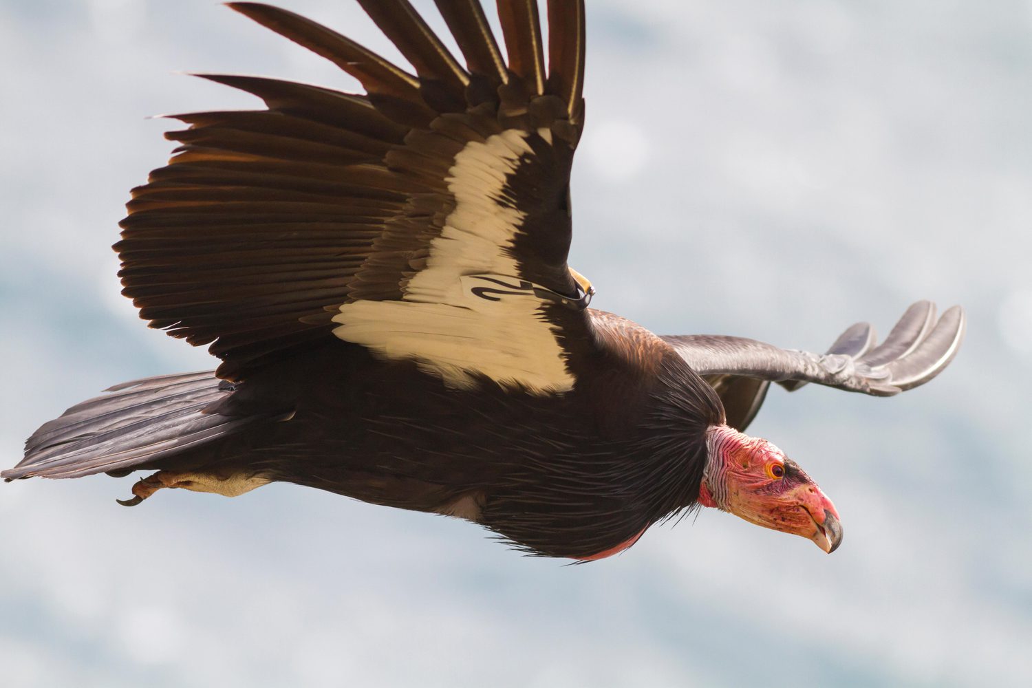 Condor Rescue Beyond Extinction: A New Emphasis on Species Recovery - Yale E360