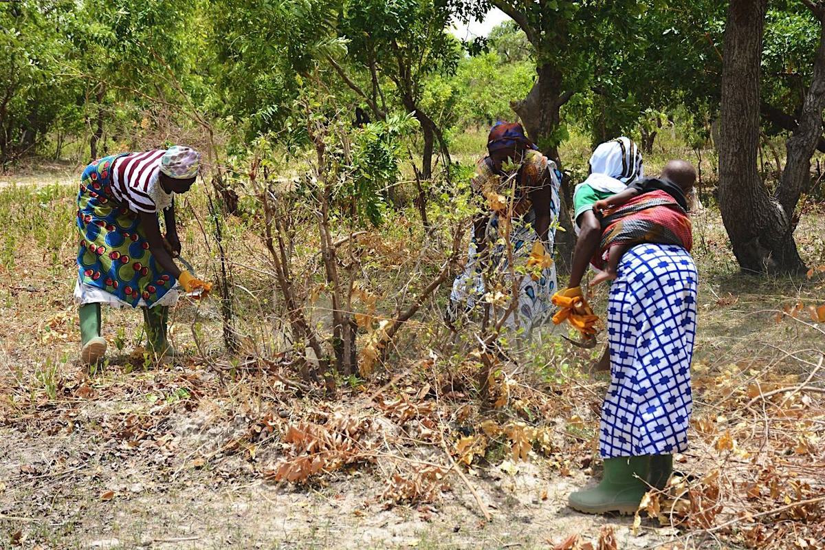 Muthuri Tree As Africa Loses Forest, Its Small Farmers Are Bringing Back Trees ...